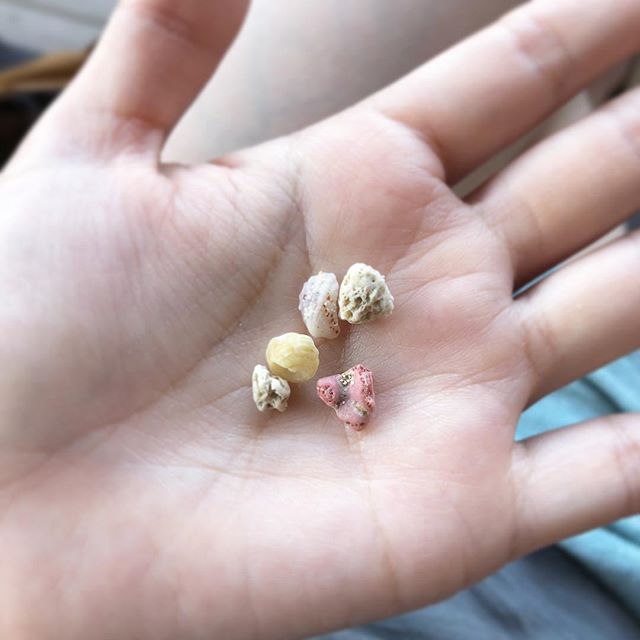 .素材用に集めてた小さいサンゴと貝殻たち.なんかに使えるかな.#沖縄のサンゴ (Instagram)